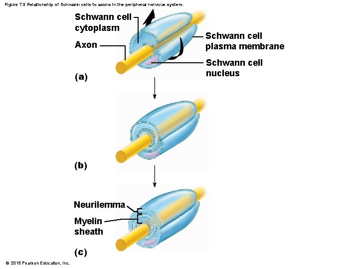 Figure 7. 5 Relationship of Schwann cells to axons in the peripheral nervous system.
