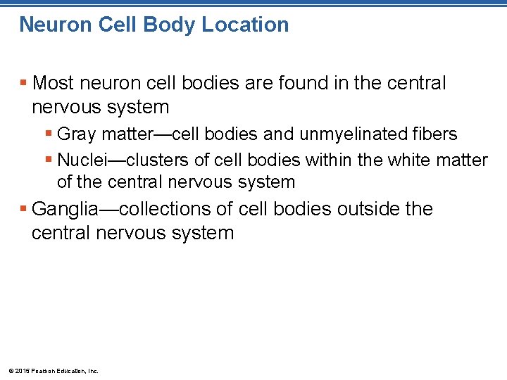 Neuron Cell Body Location § Most neuron cell bodies are found in the central