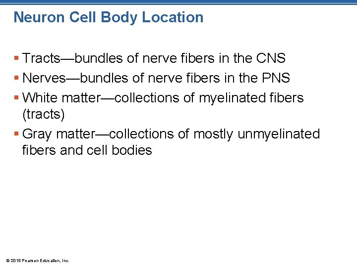 Neuron Cell Body Location § Tracts—bundles of nerve fibers in the CNS § Nerves—bundles