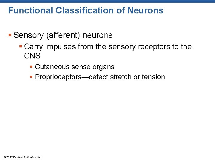 Functional Classification of Neurons § Sensory (afferent) neurons § Carry impulses from the sensory