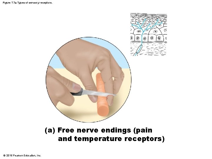 Figure 7. 7 a Types of sensory receptors. (a) Free nerve endings (pain and