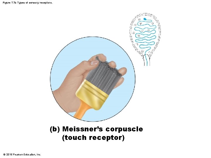 Figure 7. 7 b Types of sensory receptors. (b) Meissner’s corpuscle (touch receptor) ©