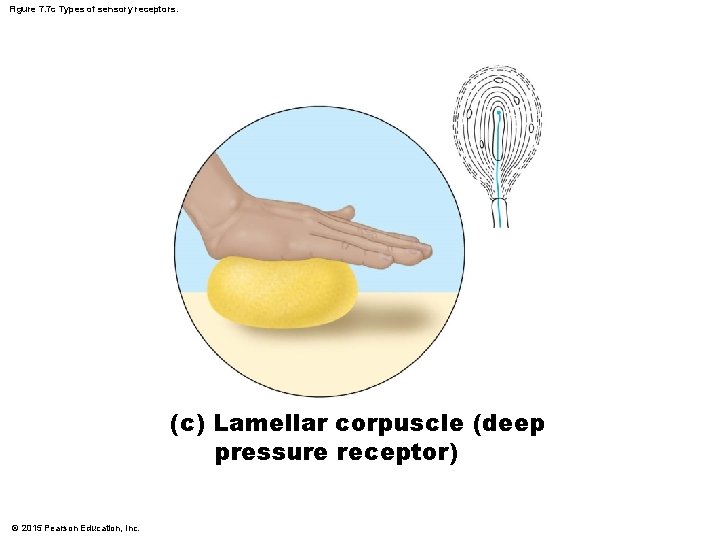 Figure 7. 7 c Types of sensory receptors. (c) Lamellar corpuscle (deep pressure receptor)