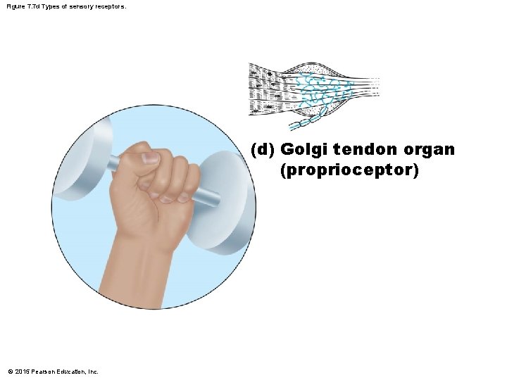 Figure 7. 7 d Types of sensory receptors. (d) Golgi tendon organ (proprioceptor) ©