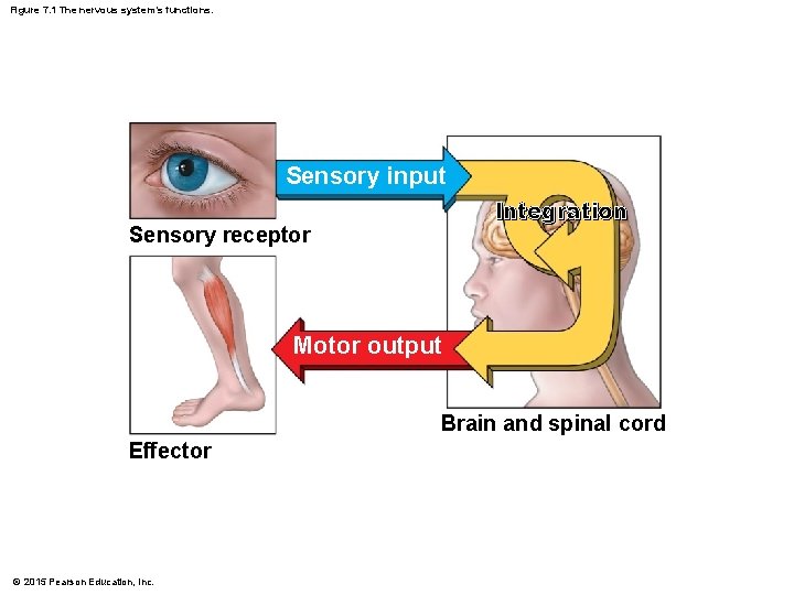 Figure 7. 1 The nervous system’s functions. Sensory input Integration Sensory receptor Motor output