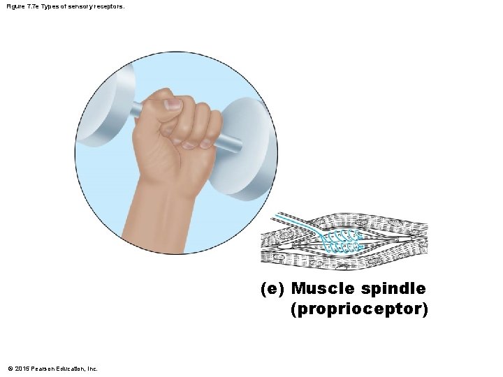 Figure 7. 7 e Types of sensory receptors. (e) Muscle spindle (proprioceptor) © 2015