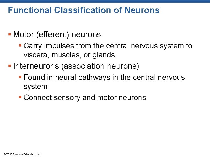 Functional Classification of Neurons § Motor (efferent) neurons § Carry impulses from the central