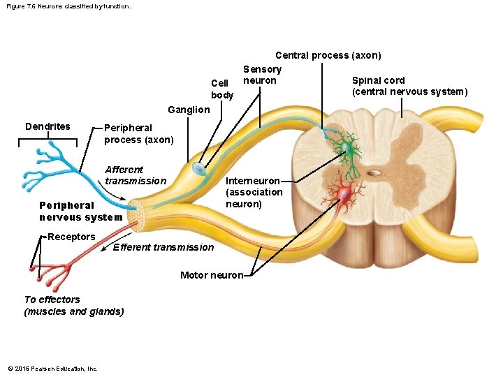 Figure 7. 6 Neurons classified by function. Central process (axon) Sensory Spinal cord Cell