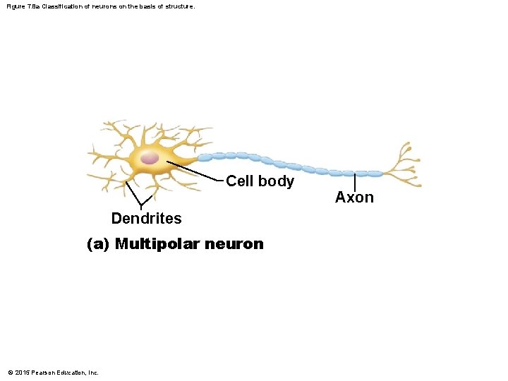 Figure 7. 8 a Classification of neurons on the basis of structure. Cell body