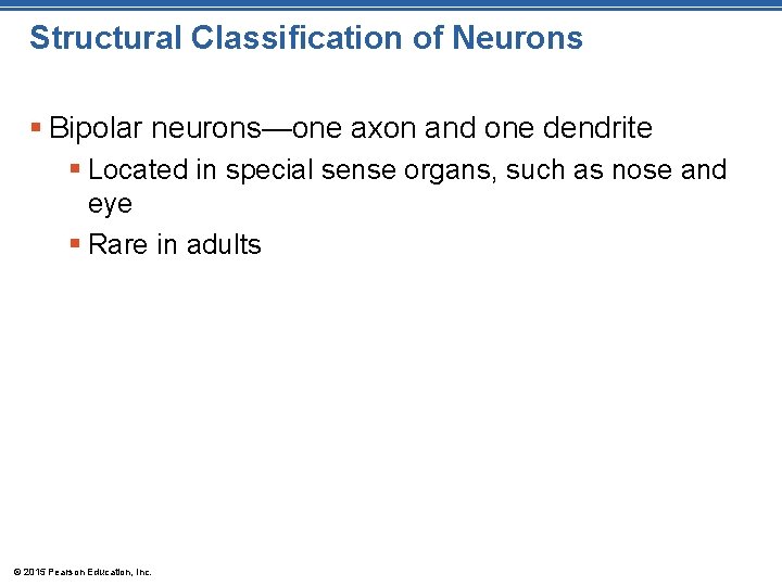 Structural Classification of Neurons § Bipolar neurons—one axon and one dendrite § Located in