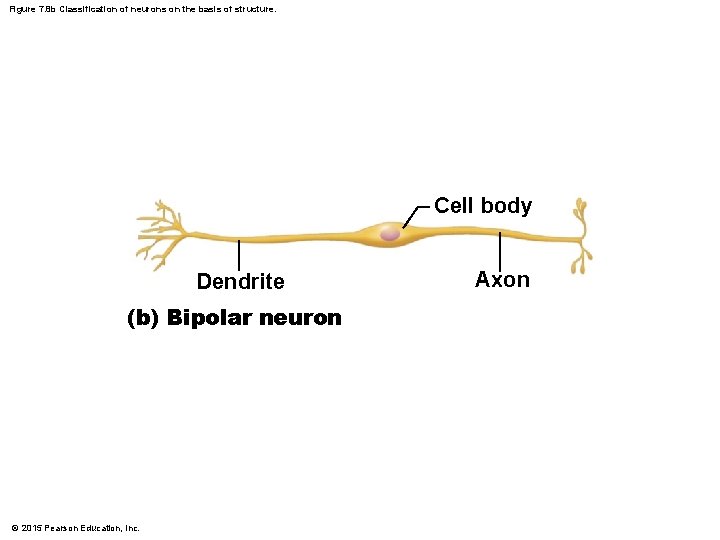 Figure 7. 8 b Classification of neurons on the basis of structure. Cell body
