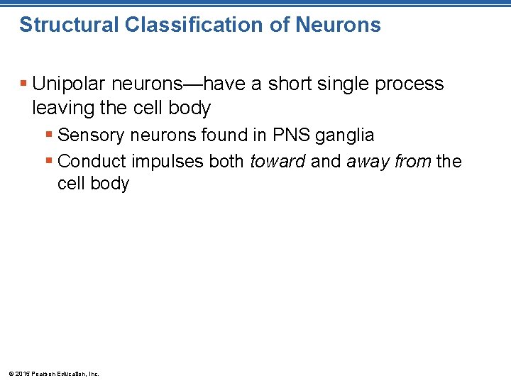 Structural Classification of Neurons § Unipolar neurons—have a short single process leaving the cell