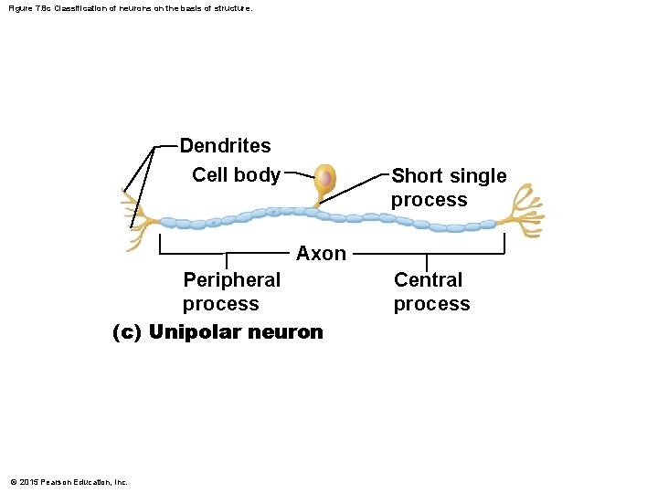 Figure 7. 8 c Classification of neurons on the basis of structure. Dendrites Cell