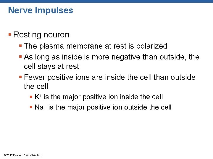 Nerve Impulses § Resting neuron § The plasma membrane at rest is polarized §