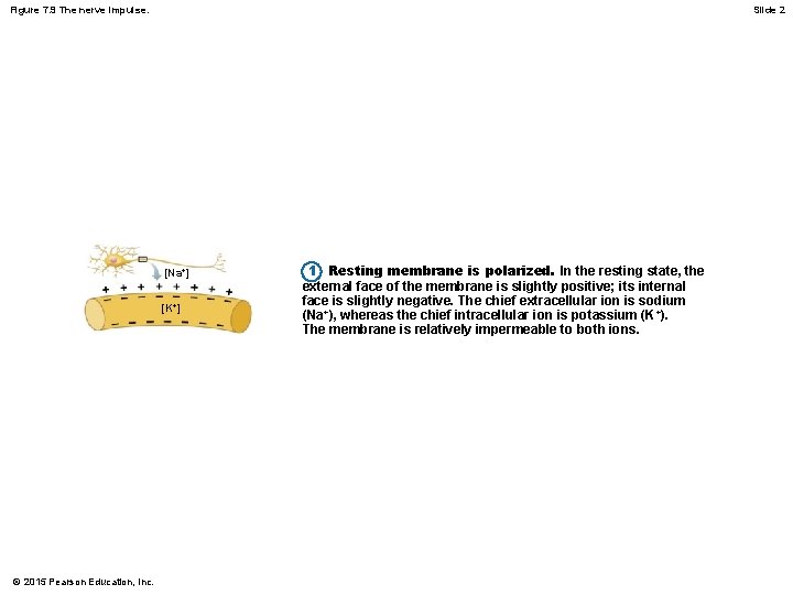 Figure 7. 9 The nerve impulse. Slide 2 [Na+] [K+] © 2015 Pearson Education,
