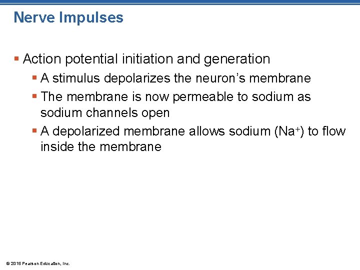 Nerve Impulses § Action potential initiation and generation § A stimulus depolarizes the neuron’s