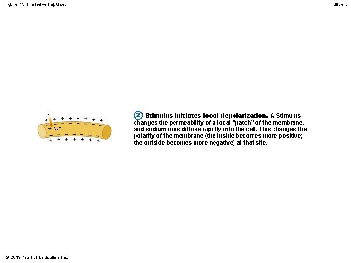 Figure 7. 9 The nerve impulse. Na+ © 2015 Pearson Education, Inc. Slide 3