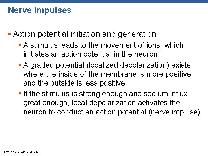 Nerve Impulses § Action potential initiation and generation § A stimulus leads to the