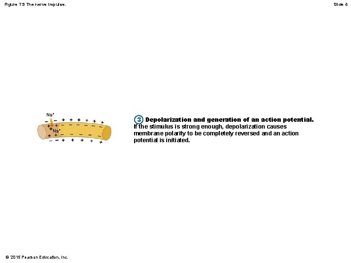 Figure 7. 9 The nerve impulse. Na+ © 2015 Pearson Education, Inc. Slide 4