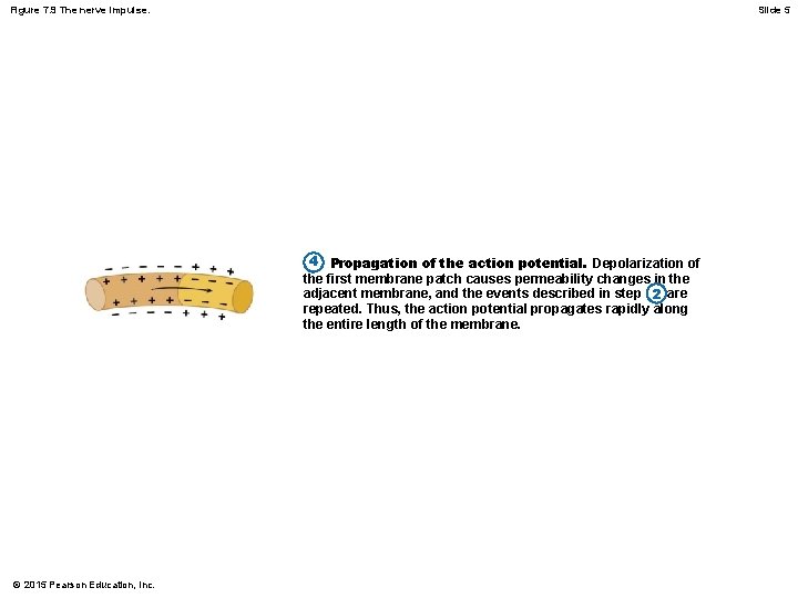 Figure 7. 9 The nerve impulse. Slide 5 4 Propagation of the action potential.