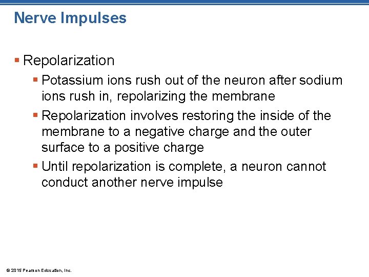 Nerve Impulses § Repolarization § Potassium ions rush out of the neuron after sodium
