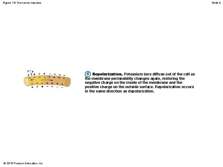 Figure 7. 9 The nerve impulse. K+ K+ © 2015 Pearson Education, Inc. Slide