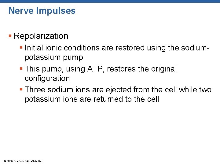 Nerve Impulses § Repolarization § Initial ionic conditions are restored using the sodiumpotassium pump