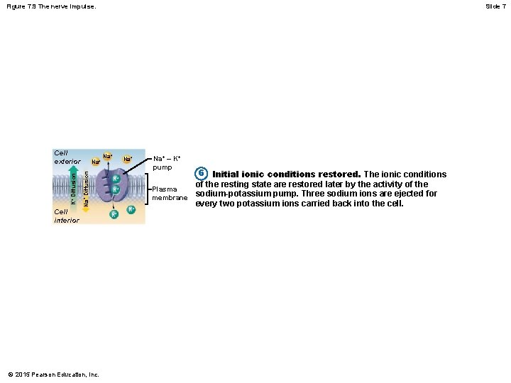 Figure 7. 9 The nerve impulse. Na+ Diffusion K+ Diffusion Cell exterior Cell interior