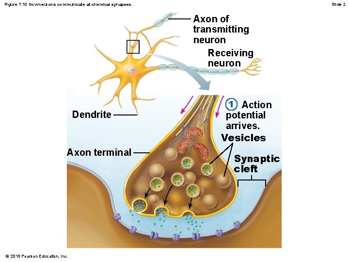 Figure 7. 10 How neurons communicate at chemical synapses. Slide 2 Axon of transmitting
