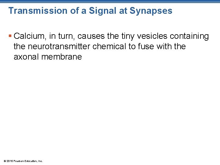 Transmission of a Signal at Synapses § Calcium, in turn, causes the tiny vesicles