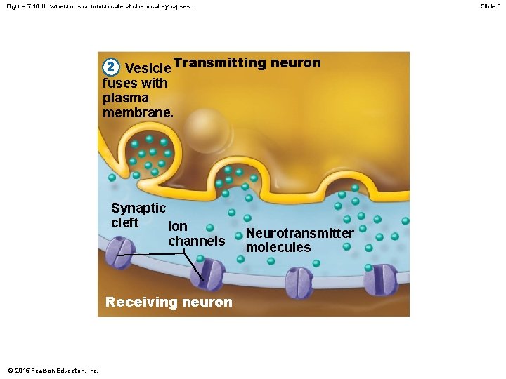Figure 7. 10 How neurons communicate at chemical synapses. Slide 3 2 Vesicle Transmitting