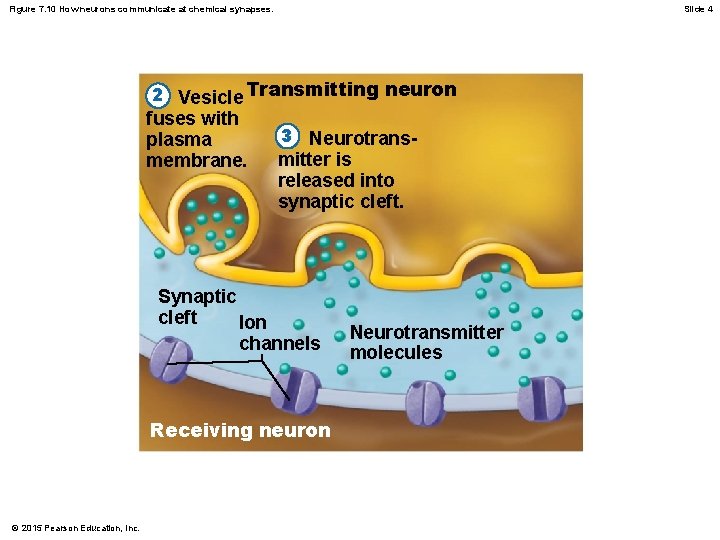 Figure 7. 10 How neurons communicate at chemical synapses. Slide 4 2 Vesicle Transmitting