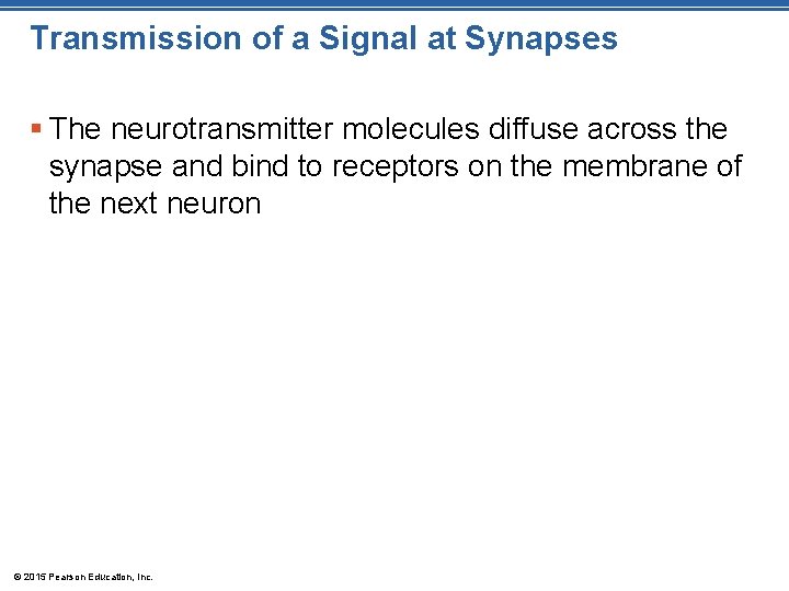 Transmission of a Signal at Synapses § The neurotransmitter molecules diffuse across the synapse