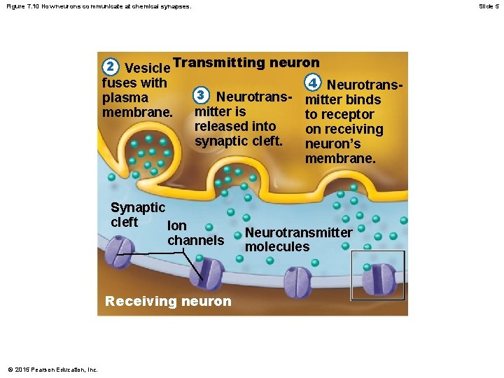 Figure 7. 10 How neurons communicate at chemical synapses. Slide 5 2 Vesicle Transmitting