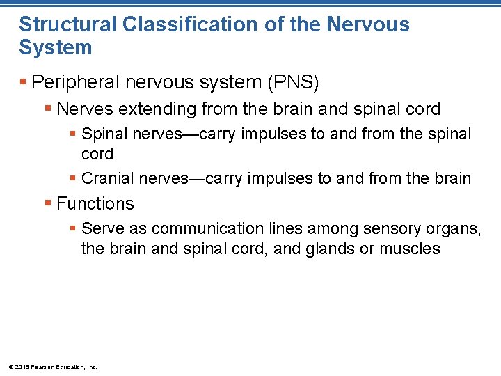 Structural Classification of the Nervous System § Peripheral nervous system (PNS) § Nerves extending