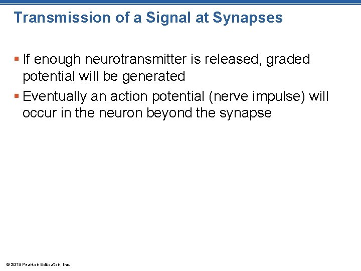 Transmission of a Signal at Synapses § If enough neurotransmitter is released, graded potential