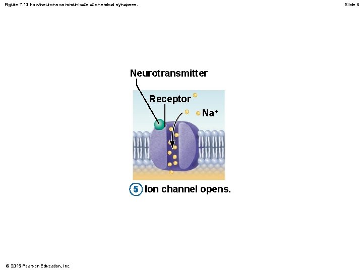 Figure 7. 10 How neurons communicate at chemical synapses. Slide 6 Neurotransmitter Receptor Na+
