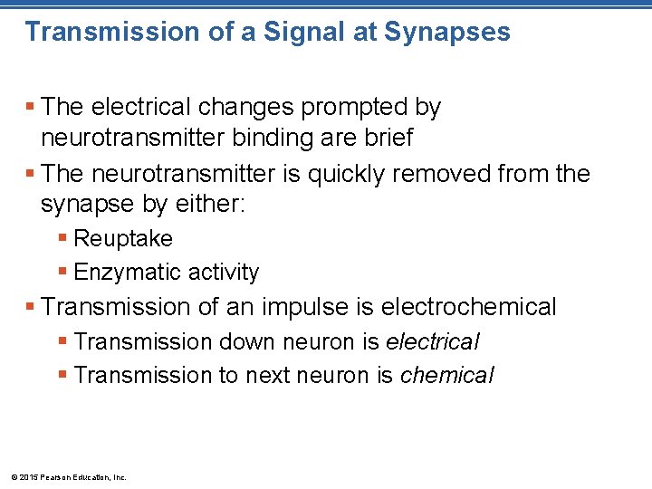 Transmission of a Signal at Synapses § The electrical changes prompted by neurotransmitter binding