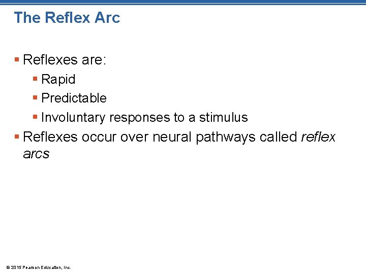 The Reflex Arc § Reflexes are: § Rapid § Predictable § Involuntary responses to