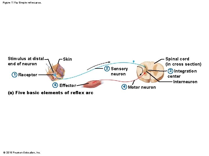 Figure 7. 11 a Simple reflex arcs. Stimulus at distal end of neuron 1