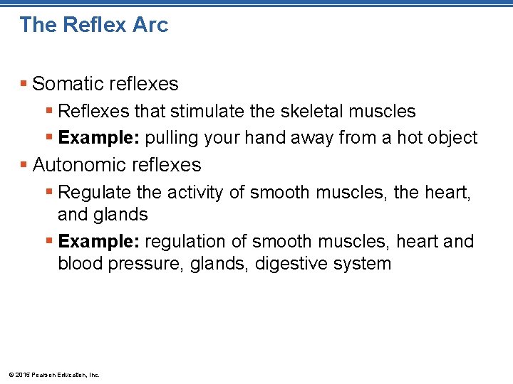 The Reflex Arc § Somatic reflexes § Reflexes that stimulate the skeletal muscles §