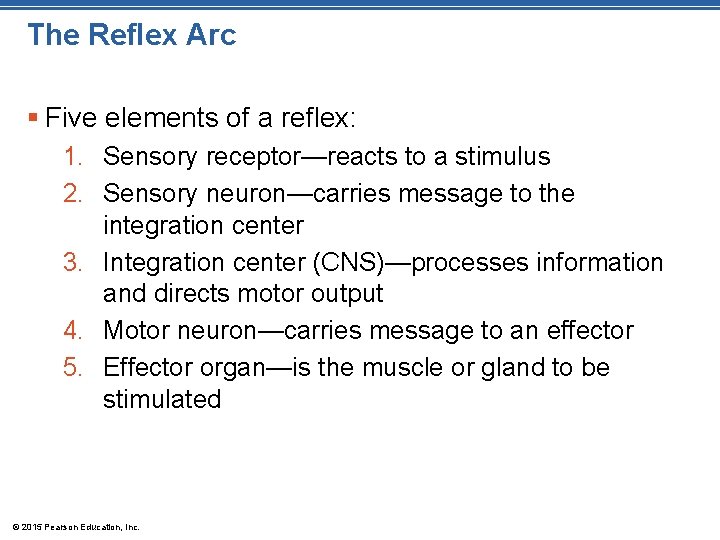 The Reflex Arc § Five elements of a reflex: 1. Sensory receptor—reacts to a