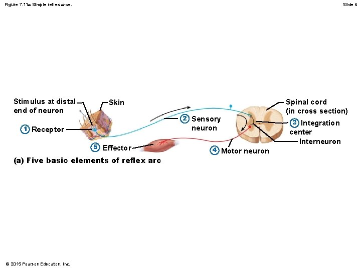 Figure 7. 11 a Simple reflex arcs. Slide 6 Stimulus at distal end of