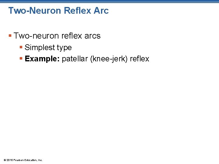 Two-Neuron Reflex Arc § Two-neuron reflex arcs § Simplest type § Example: patellar (knee-jerk)