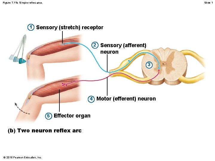 Figure 7. 11 b Simple reflex arcs. Slide 1 1 Sensory (stretch) receptor 2