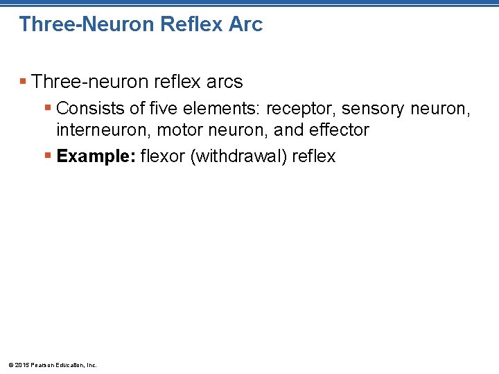 Three-Neuron Reflex Arc § Three-neuron reflex arcs § Consists of five elements: receptor, sensory