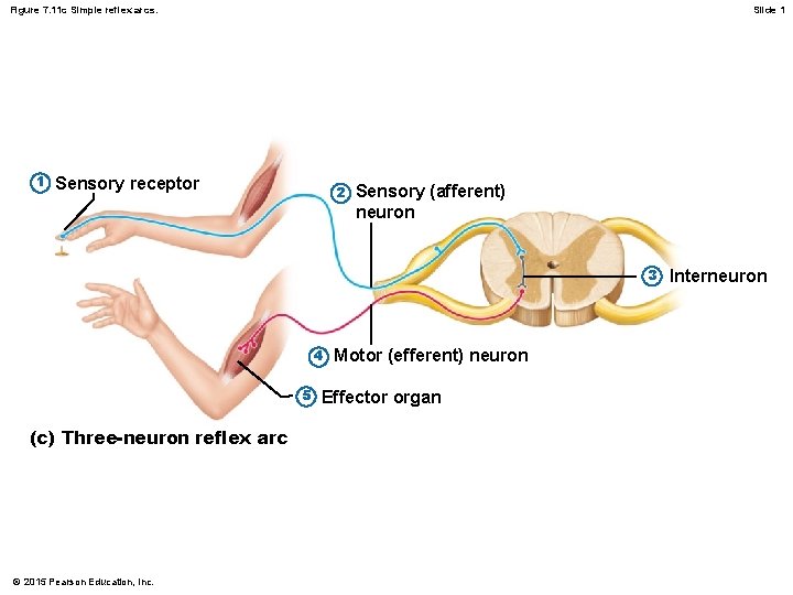 Figure 7. 11 c Simple reflex arcs. 1 Slide 1 Sensory receptor 2 Sensory