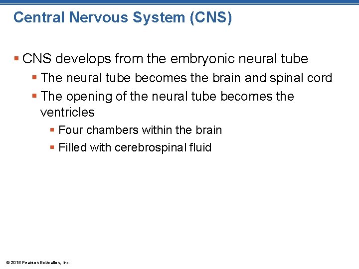 Central Nervous System (CNS) § CNS develops from the embryonic neural tube § The