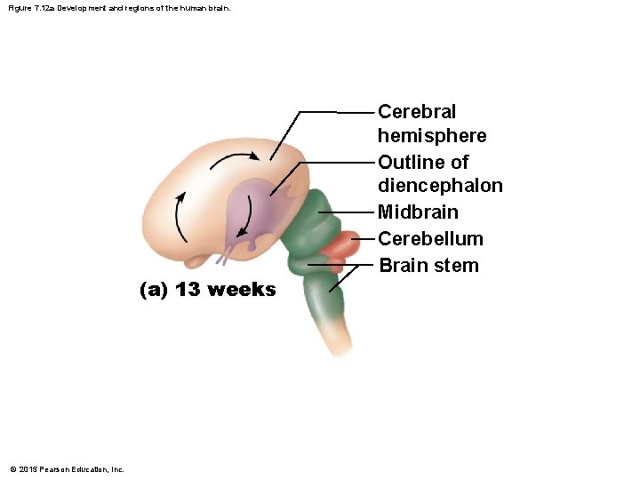 Figure 7. 12 a Development and regions of the human brain. (a) 13 weeks