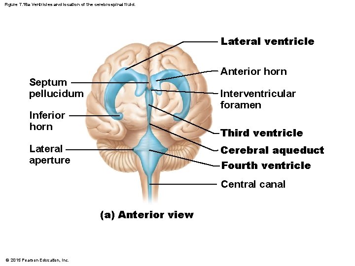 Figure 7. 18 a Ventricles and location of the cerebrospinal fluid. Lateral ventricle Anterior